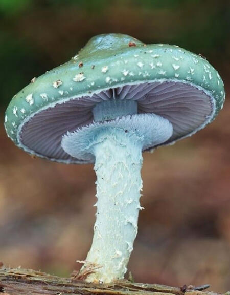 sea green mushroom with white dots