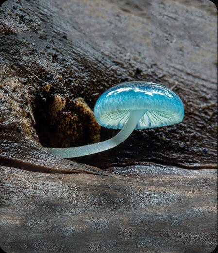 a blue glassy mushroom growing out a hole in a tree