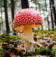 the classic red mushroom with white dots (amanita musicaria)
