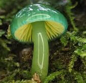 green mushroom in moss